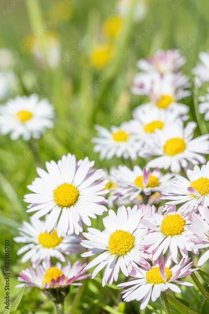 Background of group of daisy flower. Vertically. Background of group of daisy flower. Vertically.