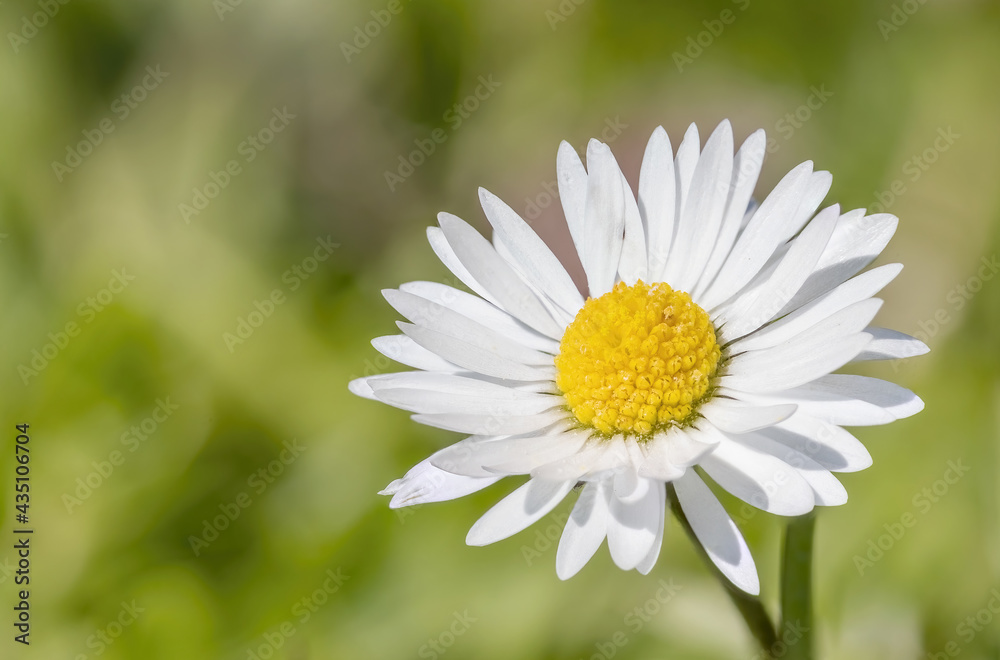 Closeup view of one daisy flower. Horizontally. Closeup view of one daisy flower. Horizontally.