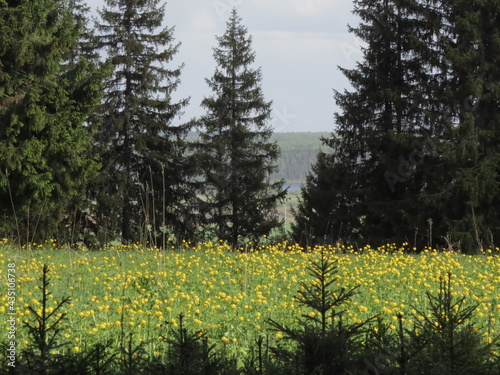 forest, tree, nature, landscape, sky, green, trees, grass, summer, pine, mountain, blue, autumn, field, mountains, woods, clouds, spring, outdoors, view, meadow, beautiful, sunny, spruce, fir