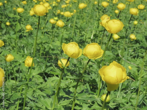 flower, nature, spring, yellow, flowers, plant, green, garden, red, field, orange, summer, flora, blossom, beauty, grass, tulip, meadow, bloom, poppy, tulips, natural, beautiful, leaf, petal
