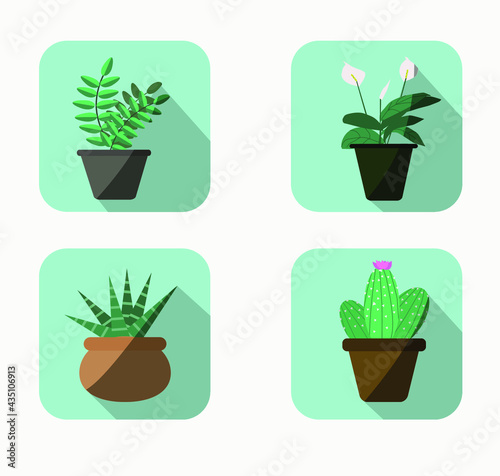 Domestic plants set, flat icons set for web site, social media community, posters. Cactus, zamiokulkas,succulent, spatiphillum, flower pot