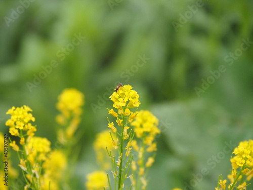 field of yellow flower with bee