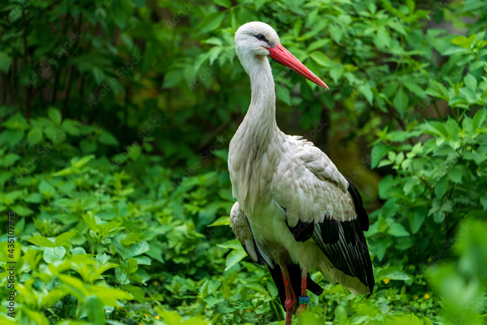 Fototapeta premium Weißstorch (Ciconia ciconia)