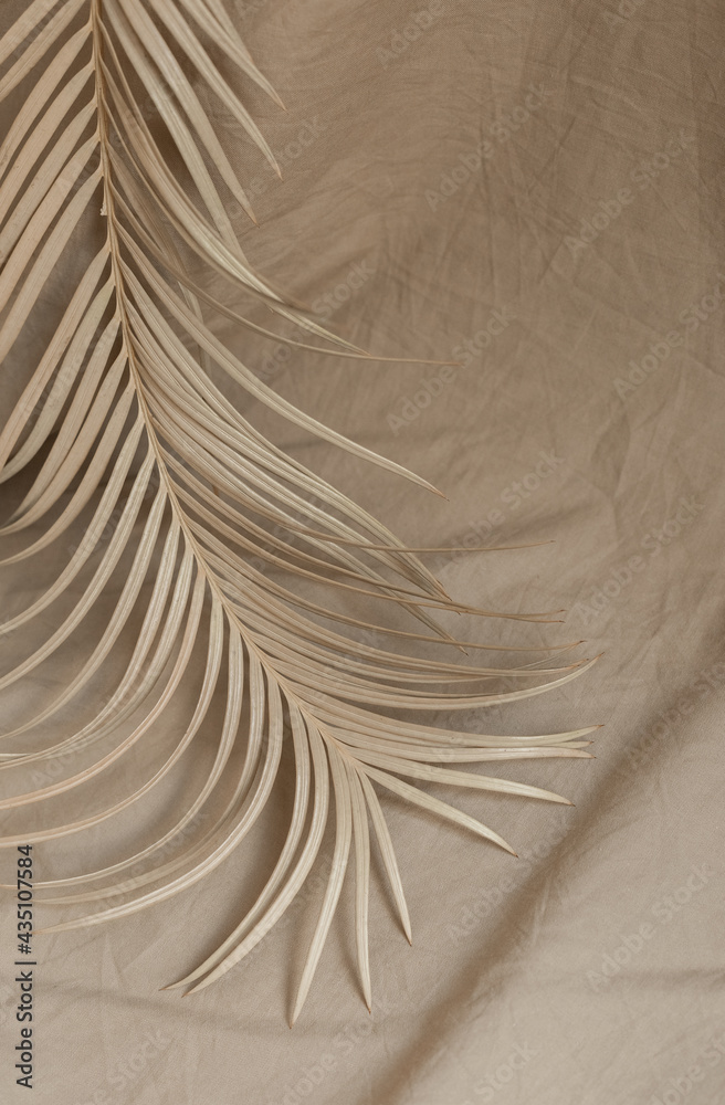 Obraz premium dry palm branch fabric background beige decor