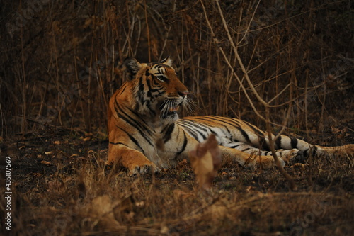 tiger in the jungle