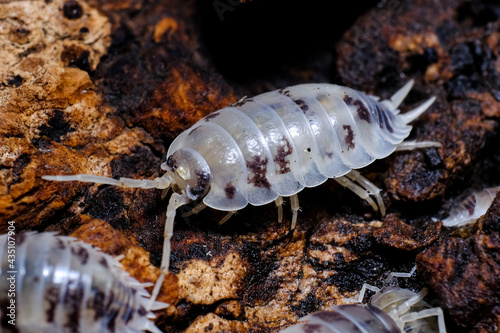 Naklejka Isopod - Dairy Cow, On the bark in the deep forest, macro shot  isopods. - zwierzę, stawonogi, tło, fototapety | Foteks