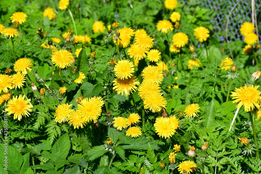 Top view of the blooming yellow dandelions among the green grass on a sunny spring day. Background image. Top view of the blooming yellow dandelions among the green grass on a sunny spring day. Background image.