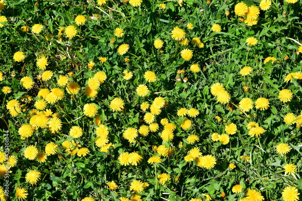 Top view of the blooming yellow dandelions among the green grass on a sunny spring day. Background image.