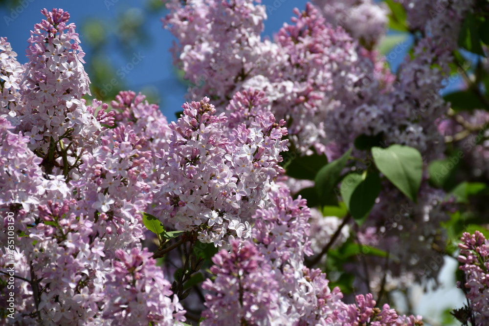 Lilac flowers in the garden. Large inflorescences. Selective Focus