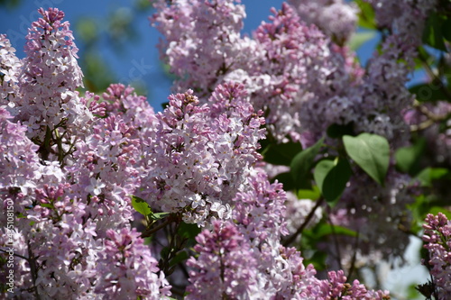 Lilac flowers in the garden. Large inflorescences. Selective Focus