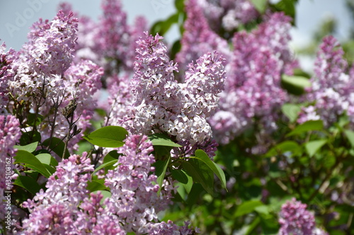 Lilac flowers in the garden. Large inflorescences. © Olga