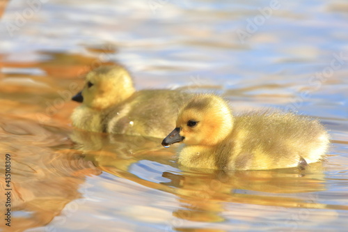 Baby Canada Geese goslings swimming in a pond © Steve