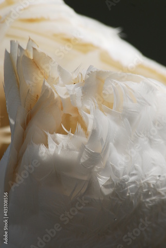 Close up of white Swan Feathers