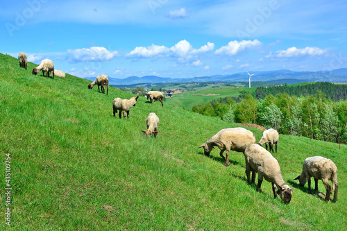Sheep grazing on a green hillside