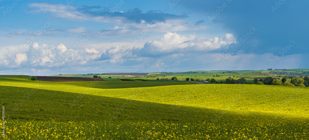 Spring evening view with rapeseed yellow blooming fields in sunlight with cloud shadows. Spring evening view with rapeseed yellow blooming fields in sunlight with cloud shadows.