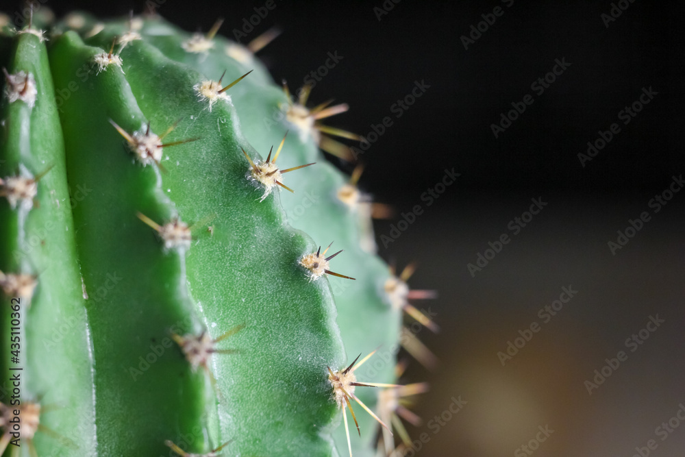 close up of cactus against the blurred background close up of cactus against the blurred background