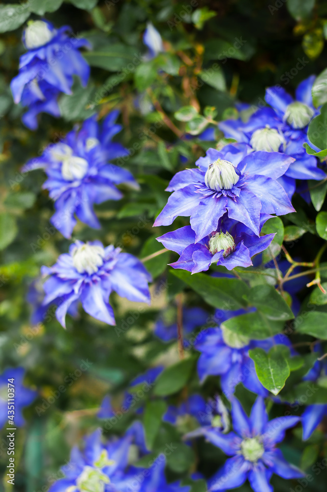 large blue azure flowers of a climbing plant