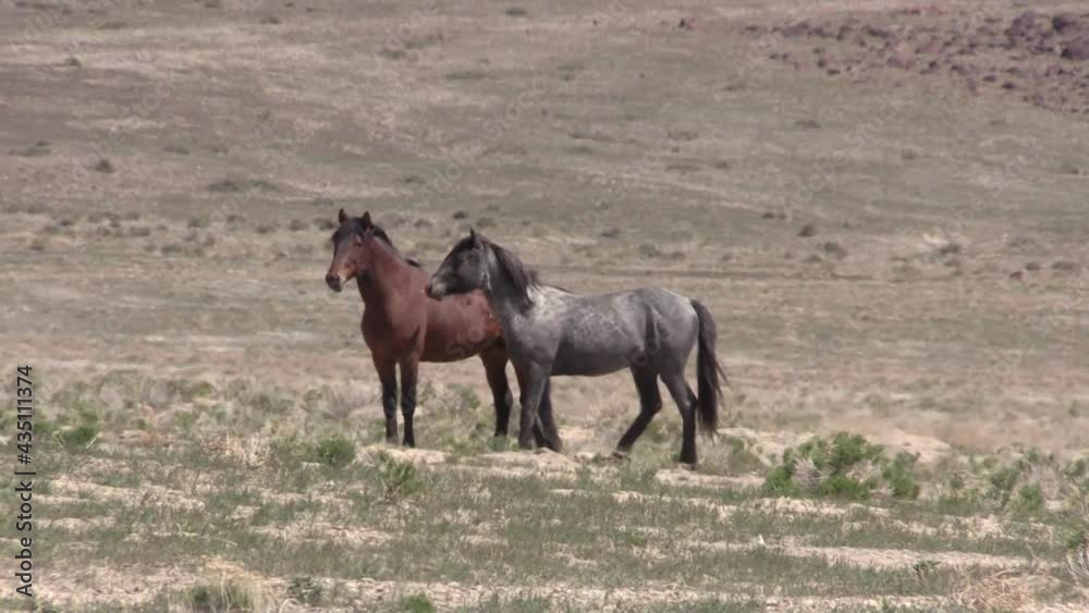 Herd of Wild Horses in the Utah Desert Herd of Wild Horses in the Utah Desert