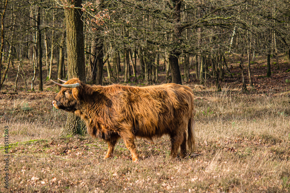 highland catlle