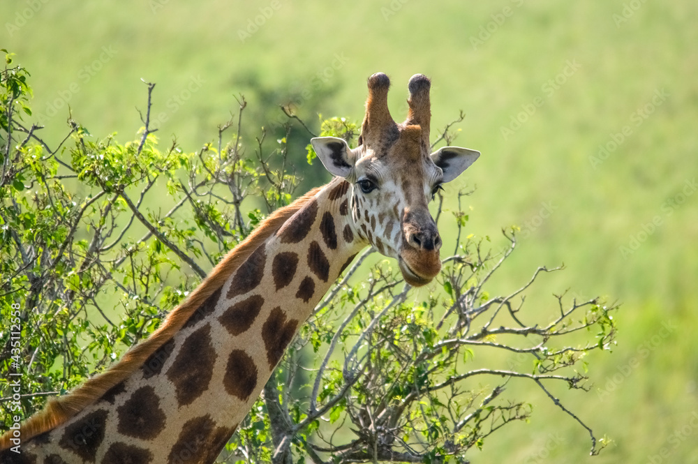 Portrait of Rothschild's giraffe. Murchison Falls National Park. Uganda, Africa Portrait of Rothschild's giraffe. Murchison Falls National Park. Uganda, Africa