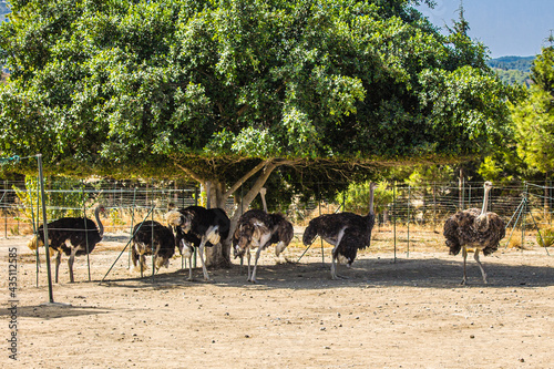 Billede på lærred struthio camelus in shade