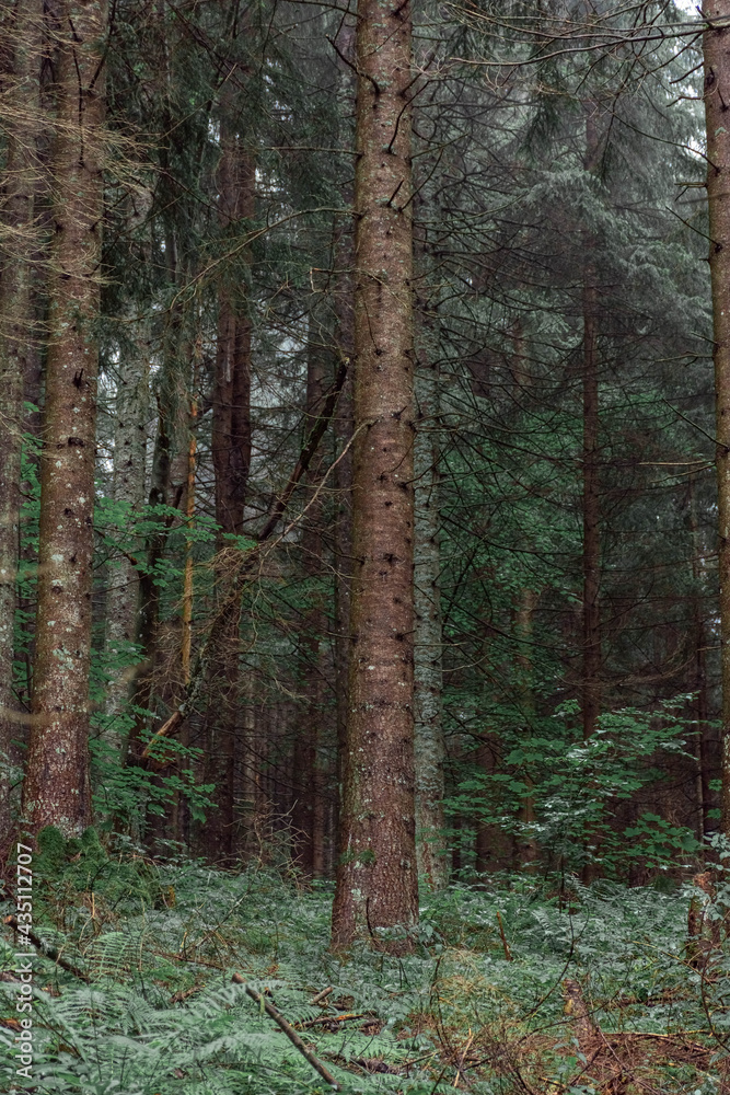 Fototapeta premium Foggy forest on Mount Jenner, Germany