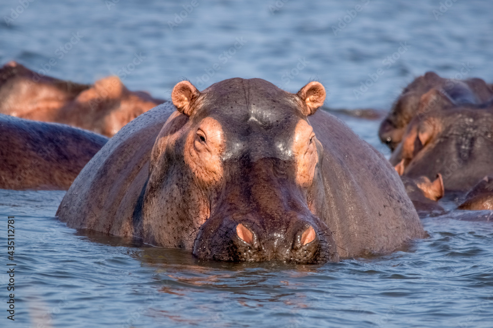 Portrait of a hippopotamus swimming in the lake. Murchison Falls National Park. Uganda, Africa Portrait of a hippopotamus swimming in the lake. Murchison Falls National Park. Uganda, Africa