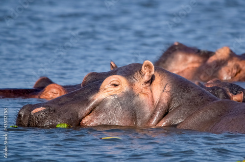 Portrait of a hippopotamus swimming in the lake. Murchison Falls National Park. Uganda, Africa