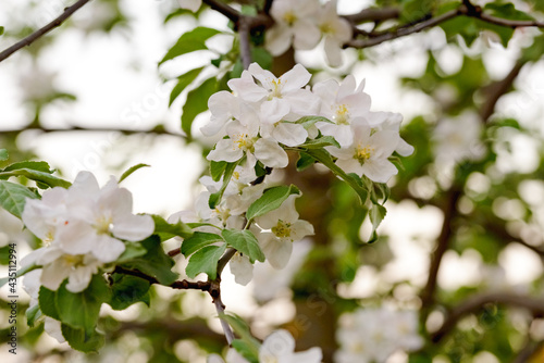 Apple trees are blooming. White apple blossoms. Apple tree branches
