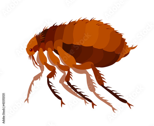 common brown flea, insect parasite, carriers of plague and other diseases and infections, bloodsucker, color vector illustration isolated on a white background in a cartoon and flat style