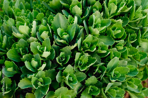 Young sedum grows in the garden 