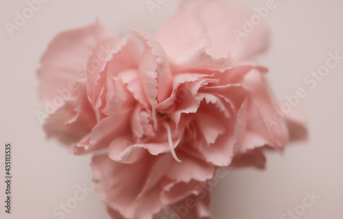 Spraynelke rosa close up, Hintergrund rosa