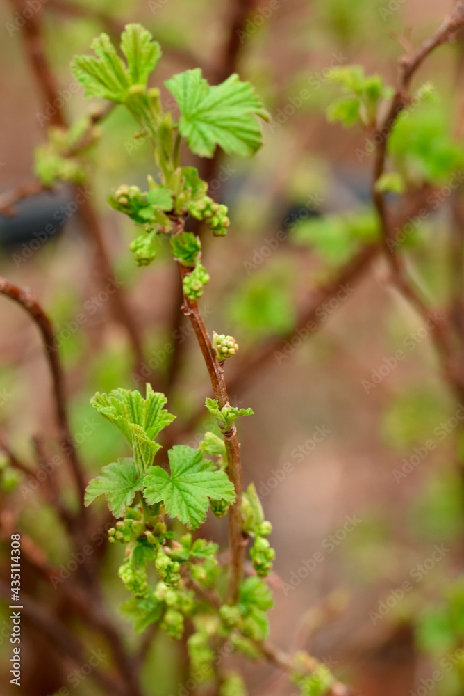 Obraz premium The first green leaves and buds in the garden 