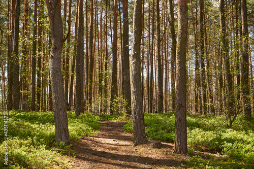 Fototapeta Naklejka Na Ścianę i Meble -  leśna wiosenna ścieżka