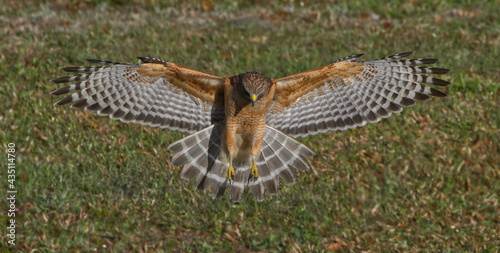 Red shouldered Hawk (Buteo lineatus) landing on prey, wings extended, great detail, perfect lighting