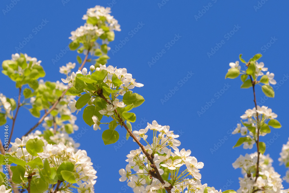 Blooming apple tree branches against the blue sky Blooming apple tree branches against the blue sky