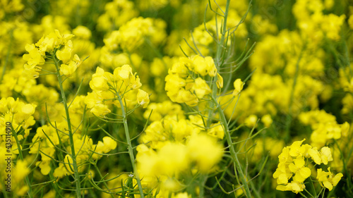 Gelbe Blühten auf einem Rapsfeld im Detail im Frühling