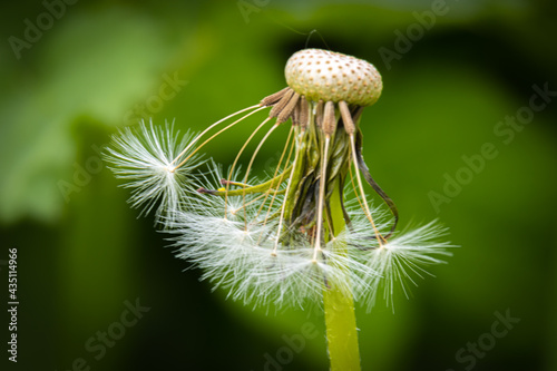 A Dandelion blossom gone to seed.