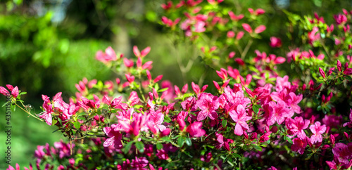 pink flowers in the garden, panorama