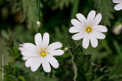 beautiful white   flowers  in spring garden on sunny day photo