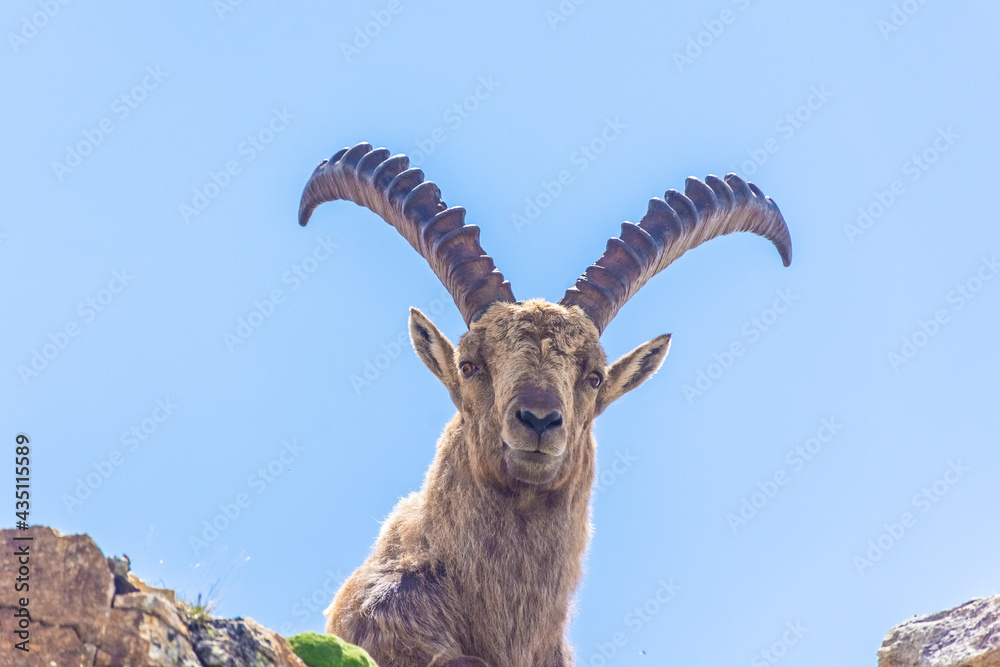 Beautiful Alpine ibex in the snowy mountains of Gran Paradiso National Park of Italy