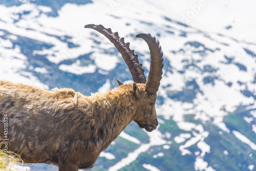 Beautiful Alpine ibex in the snowy mountains of Gran Paradiso National Park of Italy