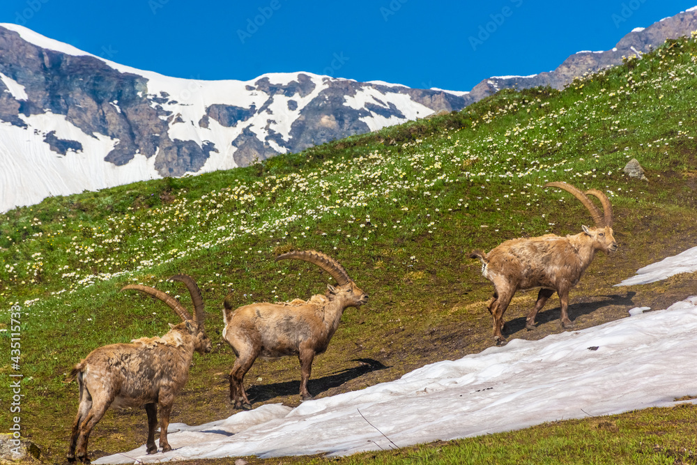 Beautiful Alpine ibex in the snowy mountains of Gran Paradiso National Park, Italy Beautiful Alpine ibex in the snowy mountains of Gran Paradiso National Park, Italy