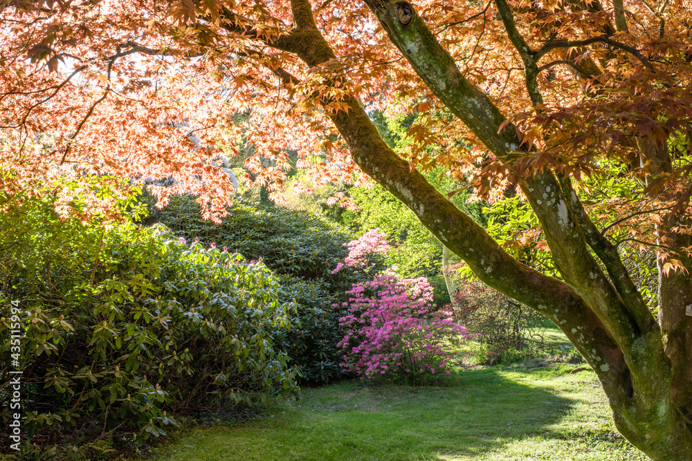 garden in spring