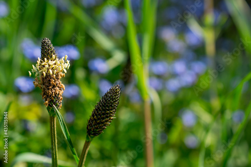 Plantain Plantago lanceolata is a common weed growing in abundance in grassy areas photo