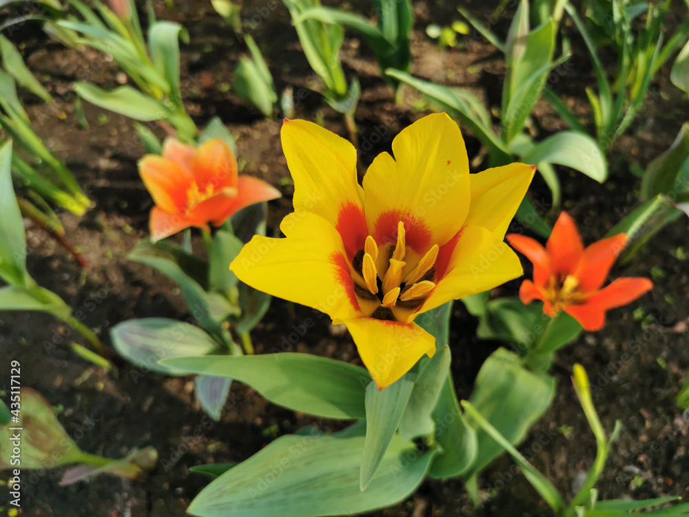 Yellow tulip with a red center on the flower bed. The festival of tulips on Elagin Island in St. Petersburg. Yellow tulip with a red center on the flower bed. The festival of tulips on Elagin Island in St. Petersburg.