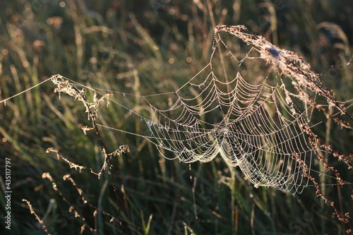 Cobweb on the background of the grass illuminated by the rising sun