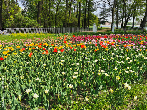 A large flowerbed with colorful tulips on a sunny spring day against the background of trees. The festival of tulips on Elagin Island in St. Petersburg.