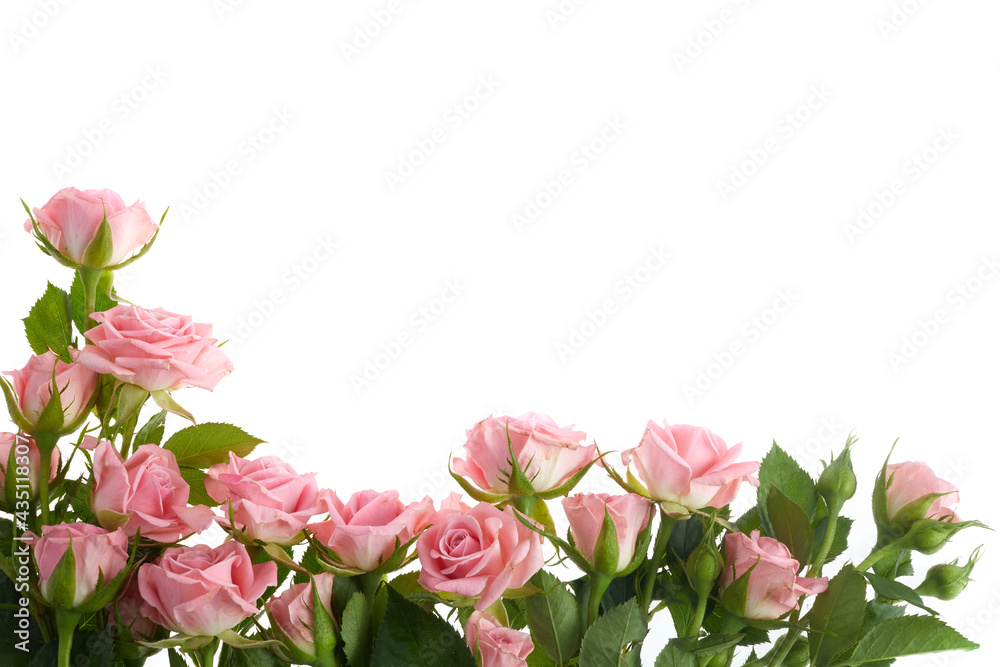 Pink roses on white background. Flat lay.