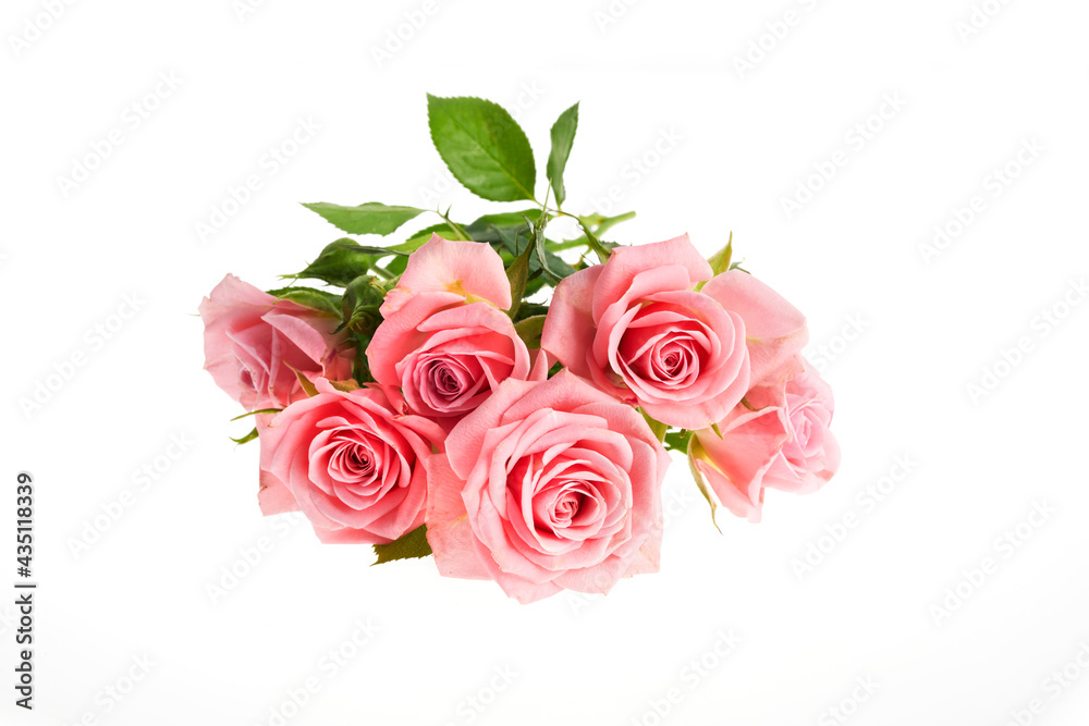 Beautiful pink rose flowers arrangement isolated on white background